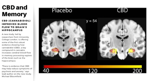 CBD can increase blood flow in regions of the brain linked to memory